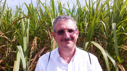 Muda pré-brotada está entre as inovações tecnológicas mais adotadas pelo setor sucroenergético, aponta pesquisa do IAC