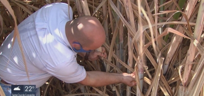 Estiagem prejudica a produção de cana-de-açúcar na região de Rio Claro