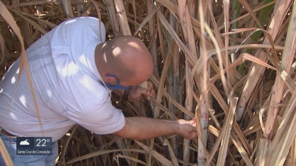 Estiagem prejudica a produção de cana-de-açúcar na região de Rio Claro