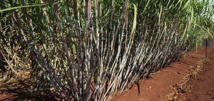 CTNBio aprova nova variedade de cana geneticamente modificada do CTC
