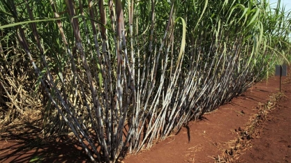CTNBio aprova nova variedade de cana geneticamente modificada do CTC
