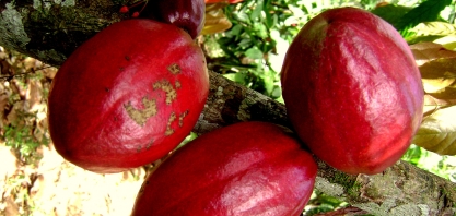 Cacau Sustentável da Amazônia cria oportunidade de ação conjunta para Brasil, Colômbia e Peru