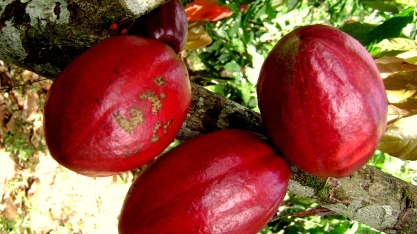 Cacau Sustentável da Amazônia cria oportunidade de ação conjunta para Brasil, Colômbia e Peru