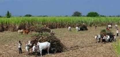 Programa de etanol da índia deve diminuir excedente de açúcar para exportação