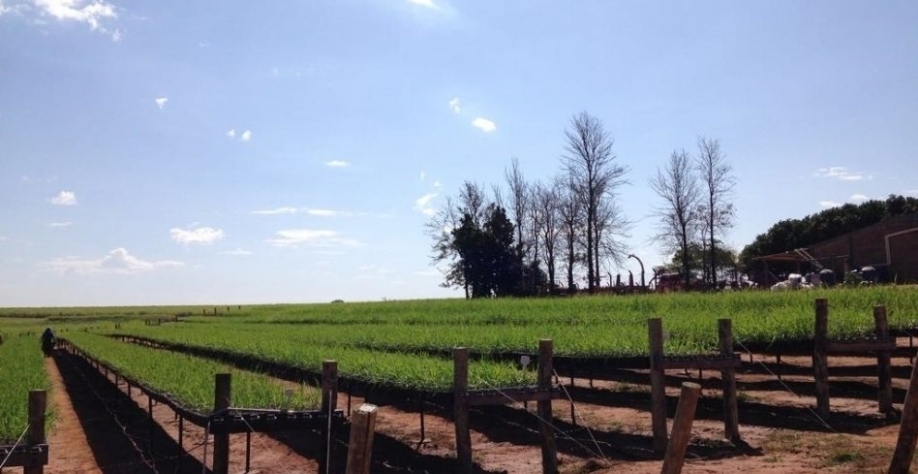  Atualmente, a Agrícola Trevizoli produz em média 5 milhões de MPB por safra e comercializa para diversos estados brasileiros. Foto: Divulgação Agrícola Trevizoli