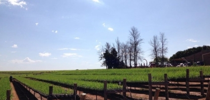 Fornecedor de cana se torna viveirista de MPB e cria nova fonte de renda dentro da propriedade