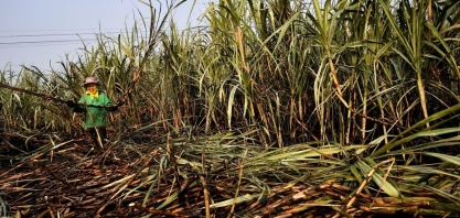 Índia, maior concorrente do açúcar brasileiro, aumenta a aposta no etanol