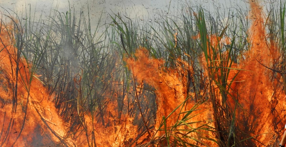Palestra on-line, que acontecerá em 26 de maio a partir das 15 horas, abordará prevenção, controle de incêndios em canaviais e questões legais. Inscreva-se, vagas limitadas