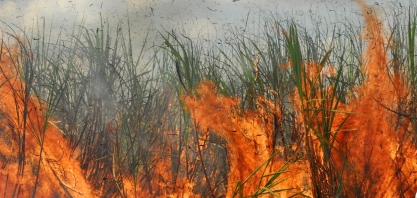 Incêndio criminoso nos canaviais acarreta muito mais problemas do que os ambientais e econômicos