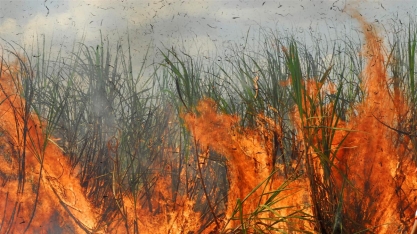 Incêndio criminoso nos canaviais acarreta muito mais problemas do que os ambientais e econômicos