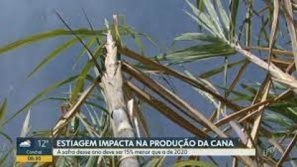 Safra de cana-de-açúcar deve ter queda de 15% em relação ao ano passado