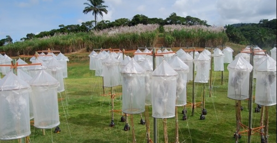 Na Estação de Hibridação, equipes de técnicos e pesquisadores planejam as combinações que irão gerar as sementes (Foto: IAC/SAA)