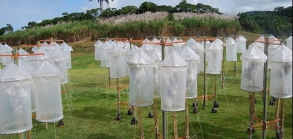 Você sabia? São necessários cerca de 12 anos para o desenvolvimento de uma nova variedade de cana; entenda o processo