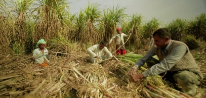 Índia corta subsídio à exportação de açúcar em 2020/21 em 31,4%