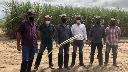 AFCP e Coaf buscam variedades de cana resistentes à seca, à broca e com períodos distintos de moagem