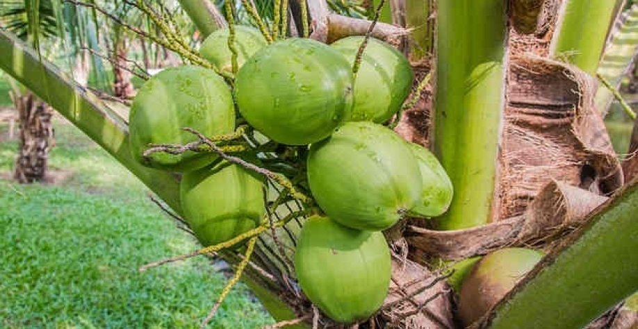Resíduo do coco verde pode virar etanol, mesmo que em escala pequena para consumo interno das empresas (Imagem: Pixabay)