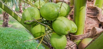 Etanol de coco ou o processo para qualquer outra biomassa? Biotecnólogos da Ufes têm os dois