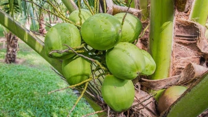 Etanol de coco ou o processo para qualquer outra biomassa? Biotecnólogos da Ufes têm os dois