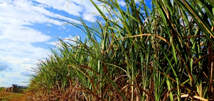 Adoção do Terceiro eixo ajuda usinas e produtores a conquistar canaviais de 3 dígitos