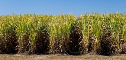 Perdas na cana acontecem em momento crítico de necessidades de produtos