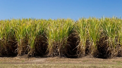 Perdas na cana acontecem em momento crítico de necessidades de produtos