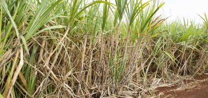 Sistema TEMPOCAMPO divulga boletim da cana