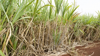 Sistema TEMPOCAMPO divulga boletim da cana