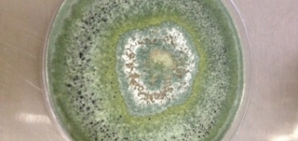 Enzima de fungo amazônico pode aumentar a eficiência na produção de etanol de segunda geração