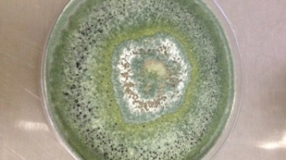 Enzima de fungo amazônico pode aumentar a eficiência na produção de etanol de segunda geração