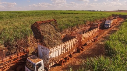 AL mantém liderança na produção de cana do NE