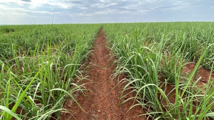 Controle eficaz e herbicidas de qualidade afastam plantas invasoras dos canaviais