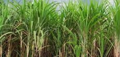 Cepea divulga análise agromensal de commodities