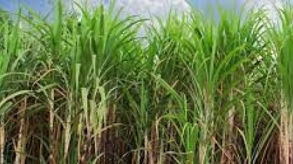 Cepea divulga análise agromensal de commodities