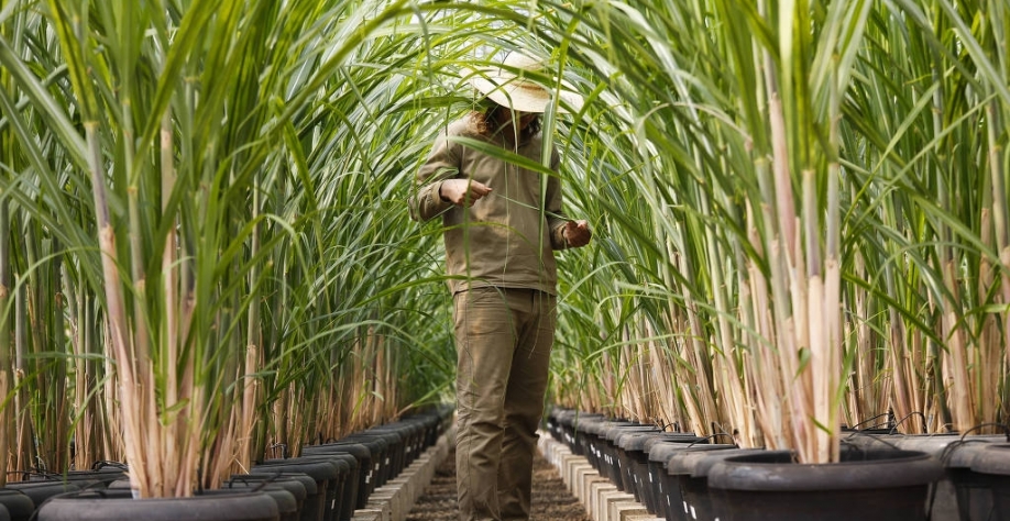 Cana geneticamente modificada em estufa de biotecnologia de Piracicaba (SP) - Moacyr Lopes Junior - 22.mai.2015/Folhapress
