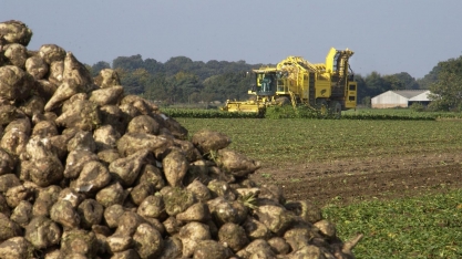 Produção de açúcar da União Europeia deve aumentar 800 mil toneladas em 2021/22, prevê OIA