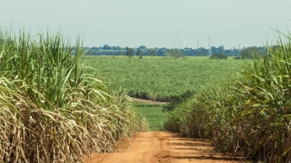 Tendência é que mix de produção da safra 2021/22 seja mais açucareiro