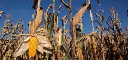 Milho safrinha sofre com o período de seca