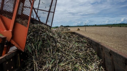 Cana-de-açúcar é a principal fonte de energia renovável do país