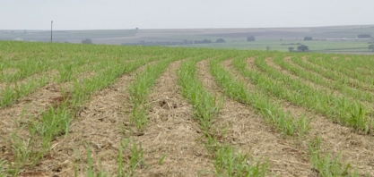 Sistema TEMPOCAMPO divulga outlook da cana-de-açúcar