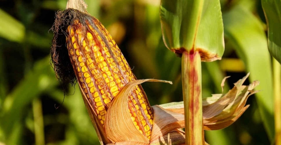 Os contratos futuros do milho negociados nos EUA alcançaram recentemente máximas que não eram vistas desde 2013, enquanto os preços do etanol atingiram o maior nível desde 2014, segundo dados do Refinitiv Eikon (Imagem: Pixabay/Couleur)