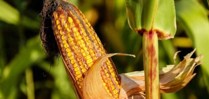 EUA e Brasil devem reduzir produção de etanol nos próximos meses