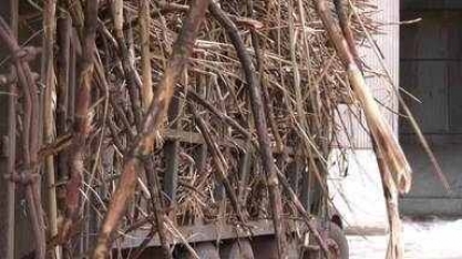 Produção de cana-de-açúcar cresce em Cardoso Moreira