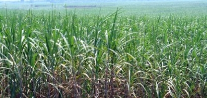 Geadas devem afetar canaviais no PR e MS