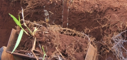 Experimento em cana de ano prova que não é necessário fazer preparo de solo sofisticado para obter altas produtividades no plantio mecanizado