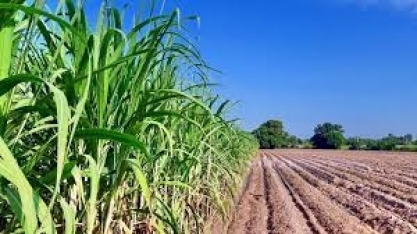 Balanço final da safra 2020/2021 de cana-de-açúcar mostra que a PB manteve a média de produção com quase seis milhões de toneladas