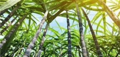 Rabobank revisa para cima safras de café do Brasil; vê margens ‘boas’ para cana