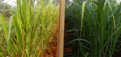 Localização na lavoura muda a percepção da cana-de-açúcar em relação à passagem do tempo