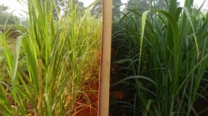 Localização na lavoura muda a percepção da cana-de-açúcar em relação à passagem do tempo