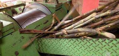 Em Amarante, técnica de irrigação melhora produção de cana e cachaça