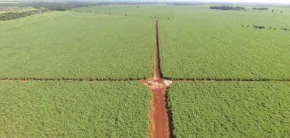 Bioeletricidade de cana-de-açúcar: energia limpa e renovável